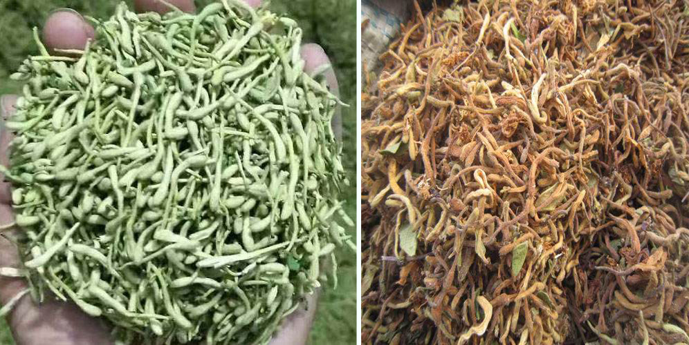 烘干金銀花畝產(chǎn)利潤(rùn)多少？專業(yè)廠家詳解真實(shí)利潤(rùn)